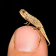 Brookesia nana is one of the smallest vertebrates on the planet.